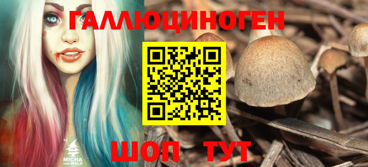 Галлюциногенные грибы Psilocybe  Вход с VPN  Карачаевск 