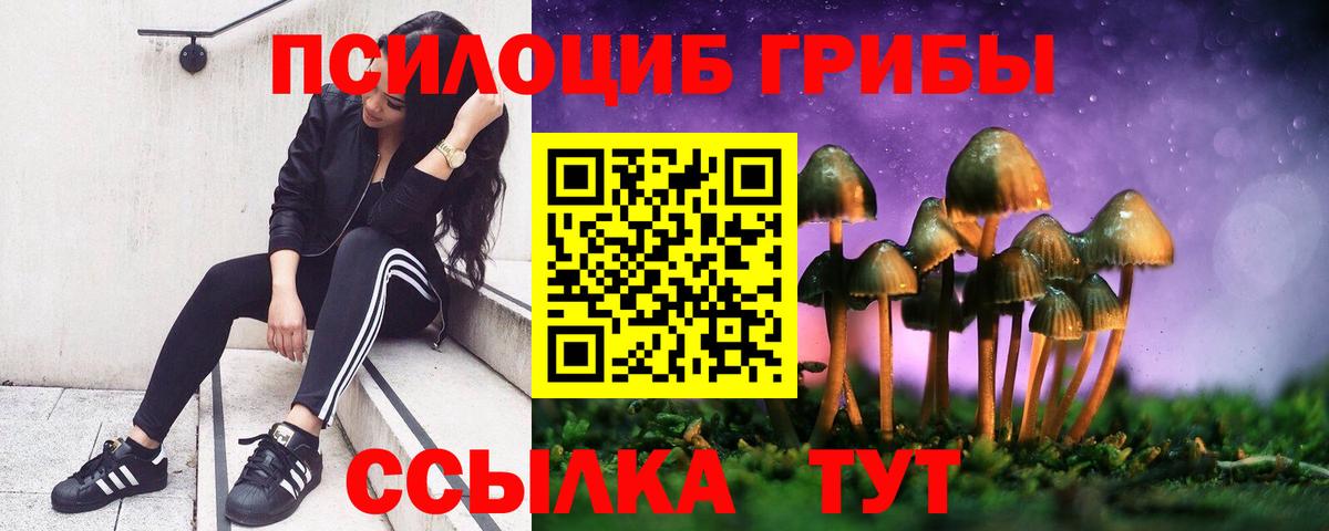 Псилоцибиновые грибы Psilocybe Карачаевск